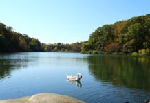 Oakland Lake: a favorite vacation spot for Queens residents