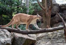 Queens Zoo: home to animals from North and South America