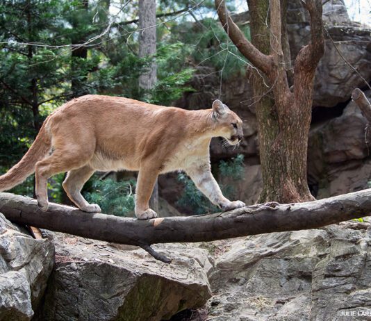 Queens Zoo: home to animals from North and South America
