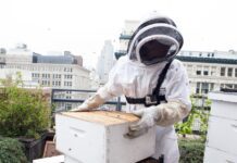 Від хобі до бізнесу: історія пасік Astor Apiaries