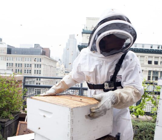 Від хобі до бізнесу: історія пасік Astor Apiaries