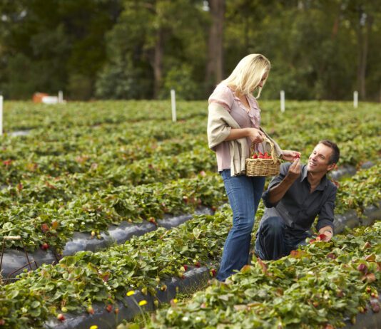 Найкращі ферми для самостійного збору фруктів і ягід поблизу Нью-Йорка