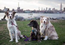 The most popular dog breeds in Queens