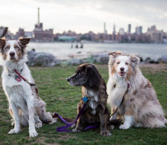 Найпопулярніші породи собак у Квінзі