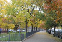 Lungs of the planet: trees that grow in Queens