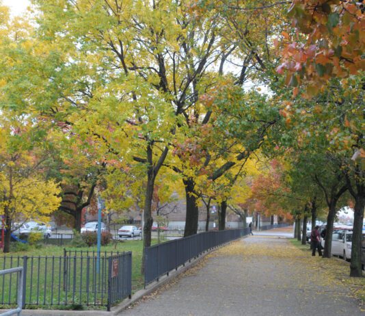 Легені планети: які дерева ростуть у Квінзі