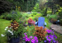 A paradise for the eyes: Queens’ most common spring flowers