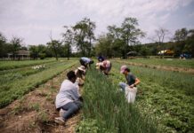 Ecological disaster: how Queens agriculture pollutes the environment
