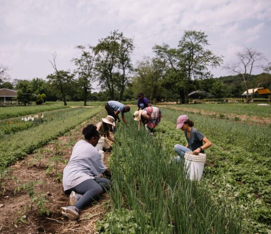 Екологічна катастрофа: як сільське господарство Квінза забруднює довкілля