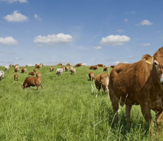 Queens Natural Meats: How Organic Meat is Sold in Queens