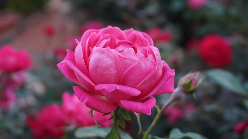 Ditmars Flower Shop