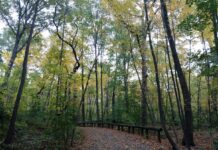 Forest Park