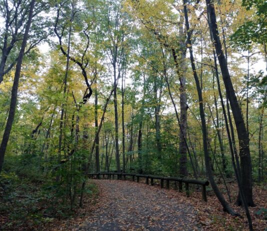 Forest Park