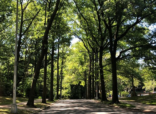 Forest Park