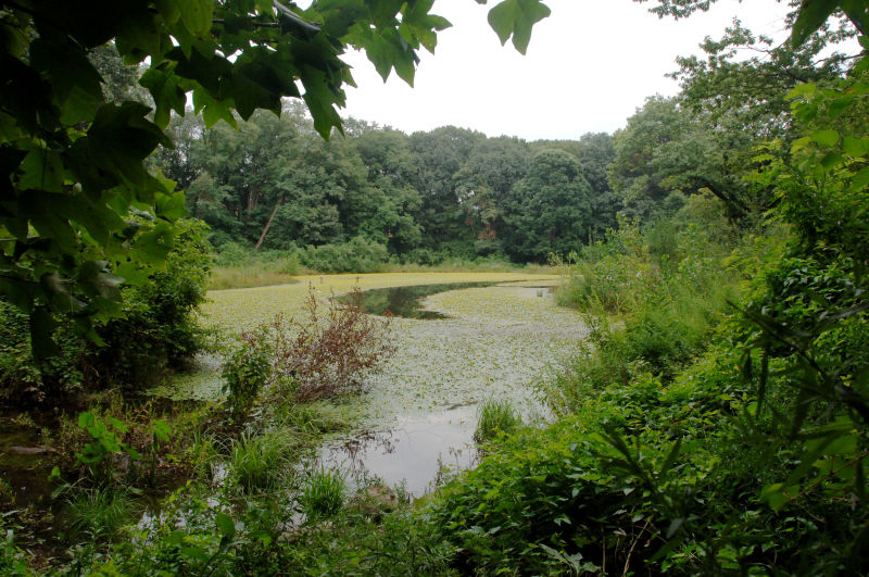 Forest Park