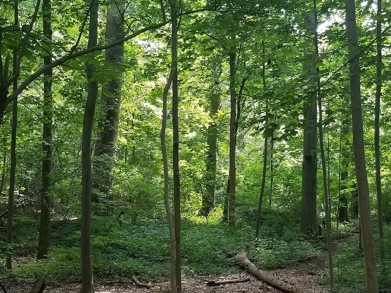 Forest Park